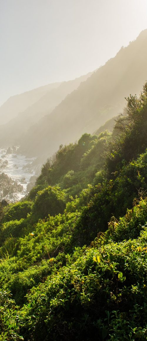 Tsitsikamma national park Garden Route, Indian ocean landscape, near Plettenberg bay, South Africa, Eastern Cape. South african landscape